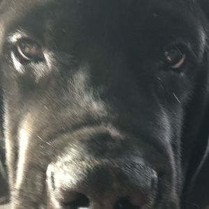 Meet your Posher, Jake